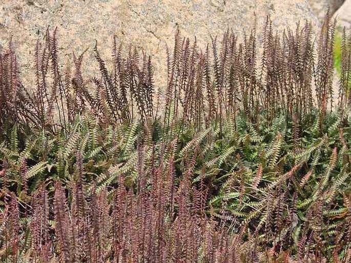 Blechnum penna-marina