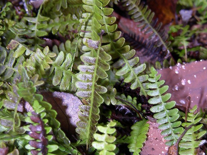 Blechnum penna-marina