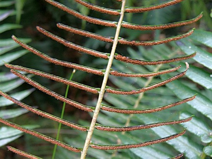 Blechnum punctulatum