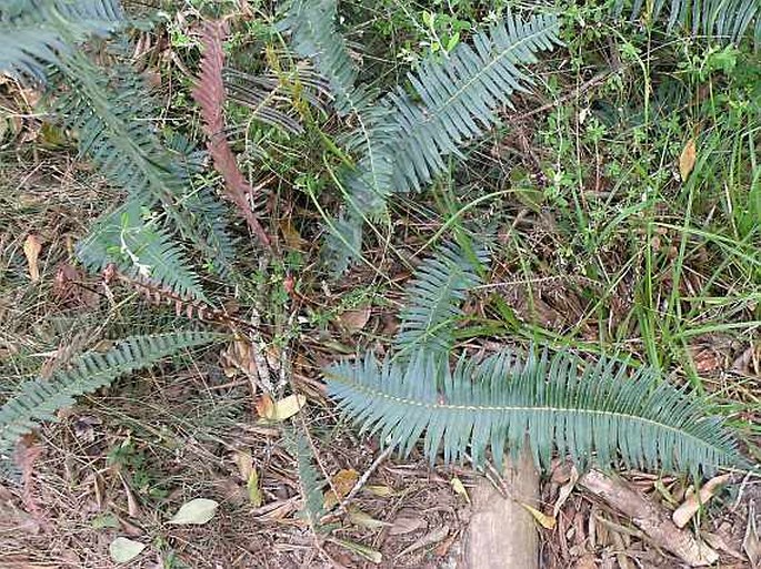 BLECHNUM PUNCTULATUM Sw. - žebrovice / rebrovka