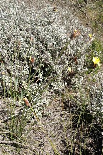 Bobartia macrospatha