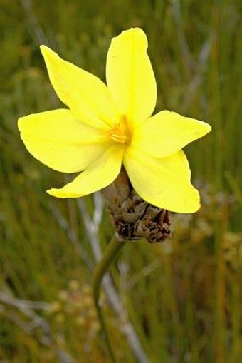 Bobartia macrospatha