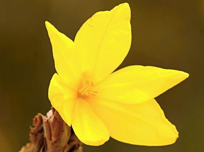 BOBARTIA MACROSPATHA Baker