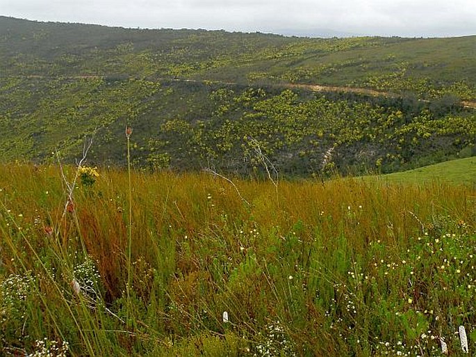 Bobartia macrospatha