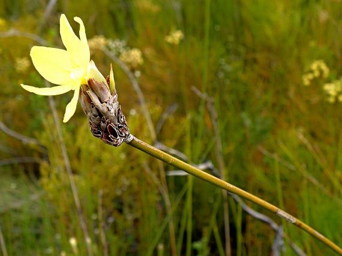 Bobartia macrospatha