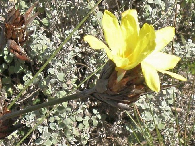 Bobartia macrospatha