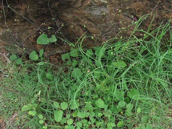 Boerhavia coccinea