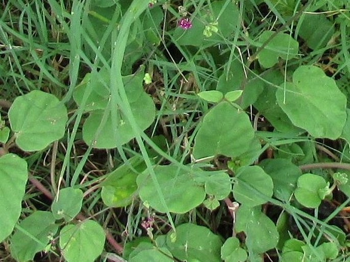 Boerhavia coccinea