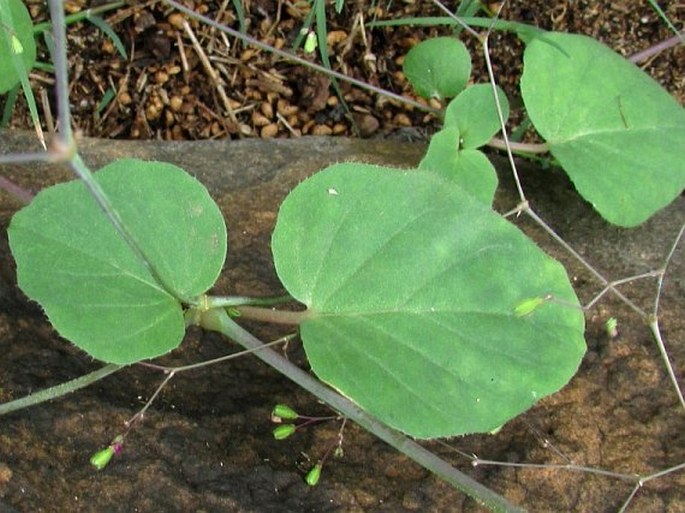 Boerhavia coccinea