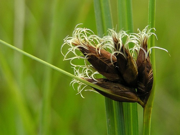 BOLBOSCHOENUS PLANICULMIS (F. Schmidt) T. V. Egorova – kamyšník polní / šašina