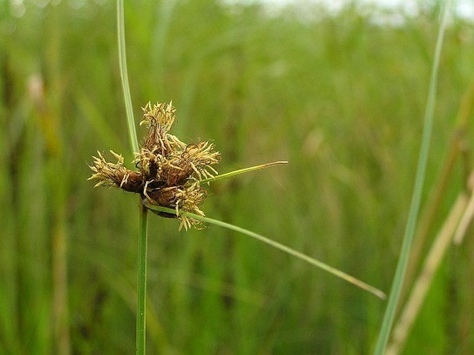 Bolboschoenus planiculmis