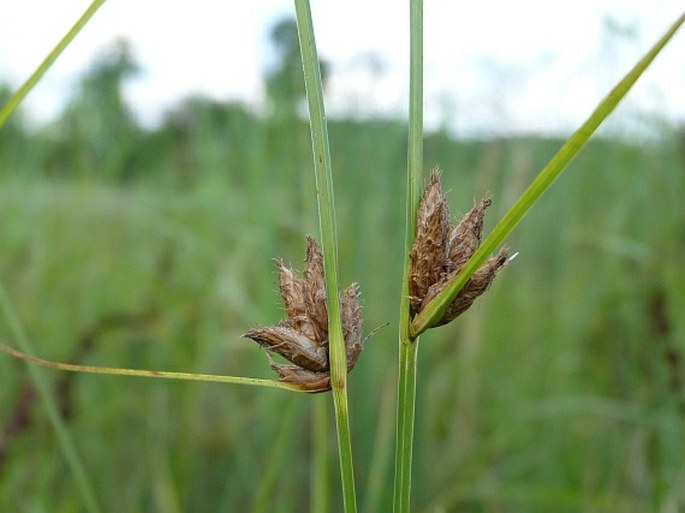 Bolboschoenus planiculmis