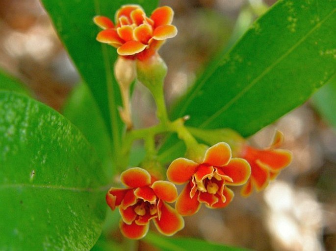 BONELLIA NERVOSA (C. Presl) B. Ståhl et Källersjö