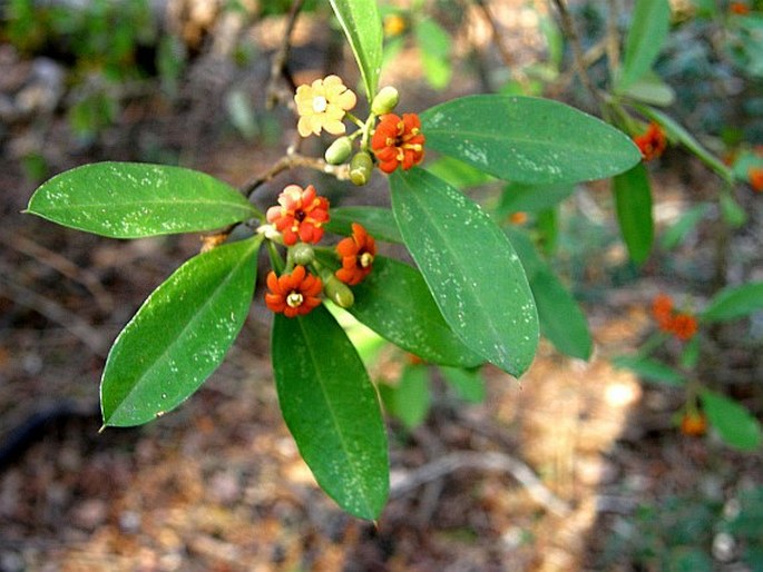 Bonellia nervosa