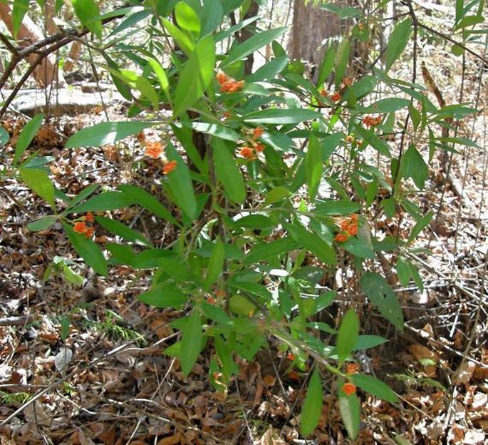 Bonellia nervosa