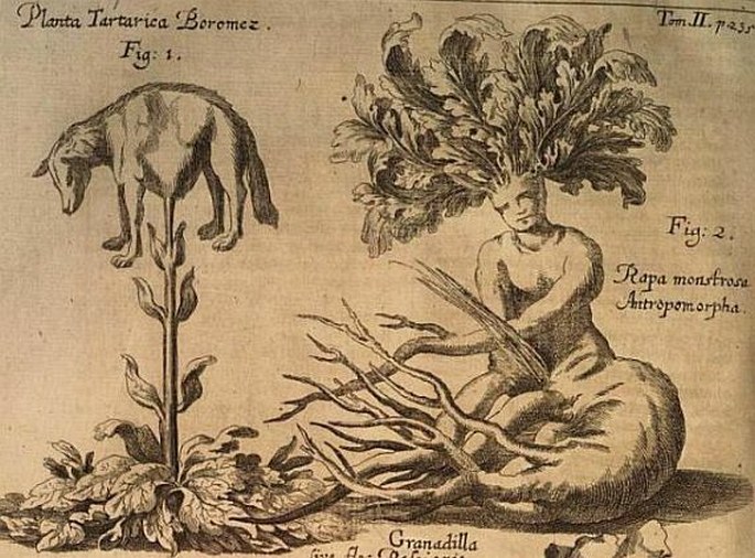 Herba mythologica: Borametz