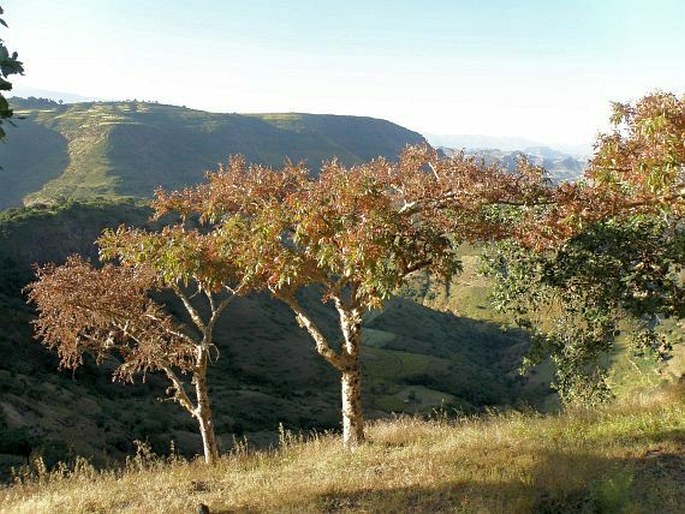 Boswellia papyrifera