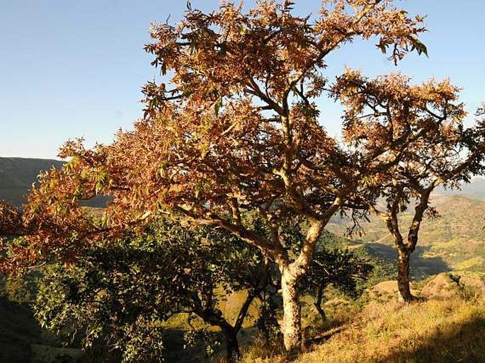 Boswellia papyrifera