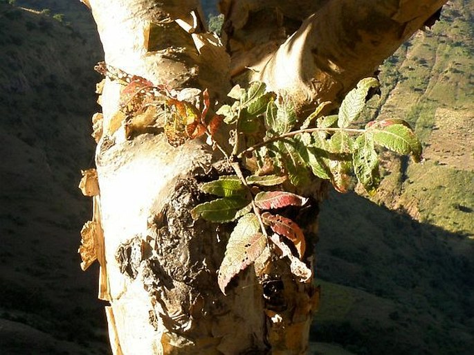 Boswellia papyrifera