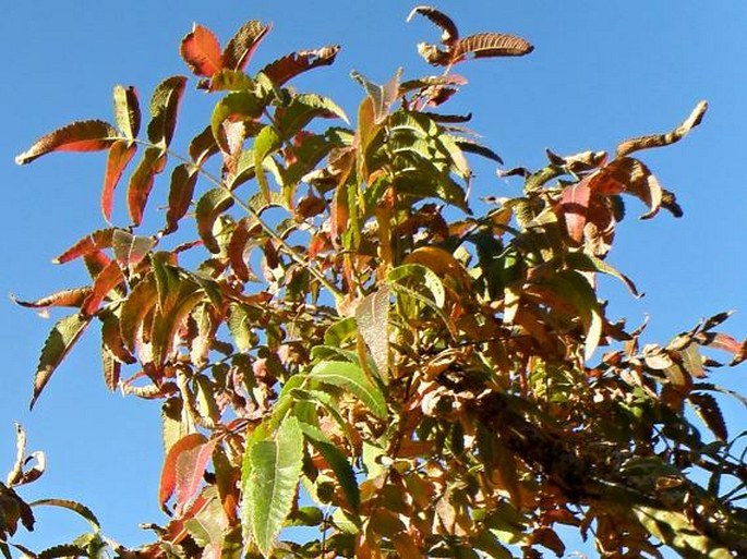 Boswellia papyrifera