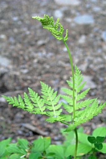 Botrychium virginianum