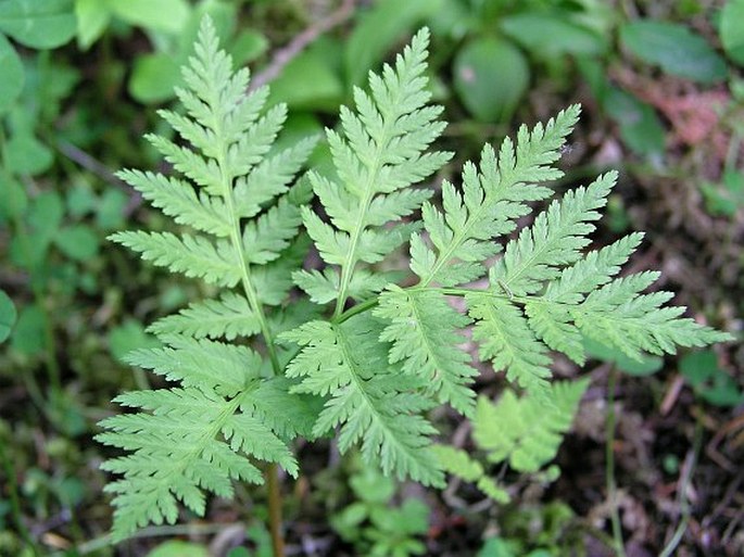 Botrychium virginianum