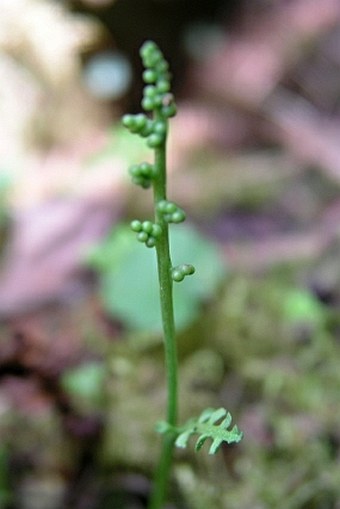 Botrychium minganense