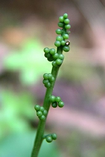 Botrychium minganense