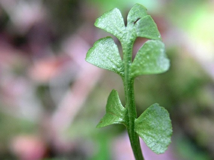 Botrychium minganense