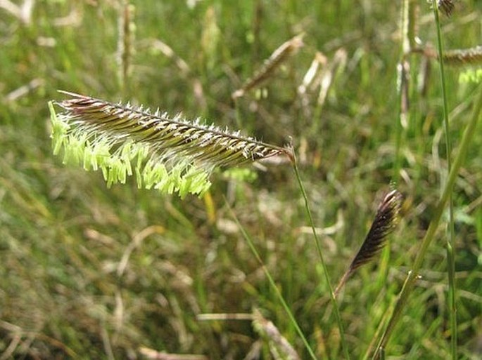 Bouteloua gracilis