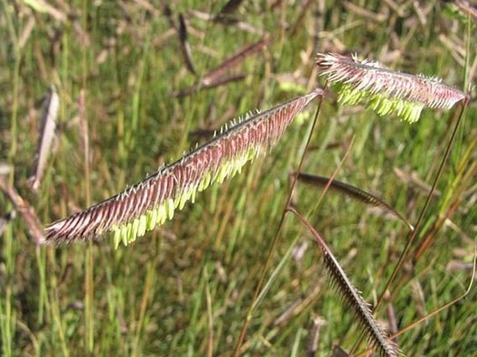 BOUTELOUA GRACILIS (Kunth) Lag. ex Steud.