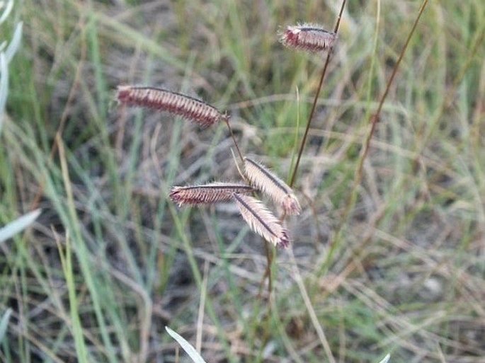 Bouteloua gracilis