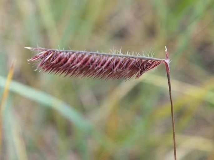 Bouteloua gracilis