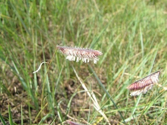 Bouteloua gracilis