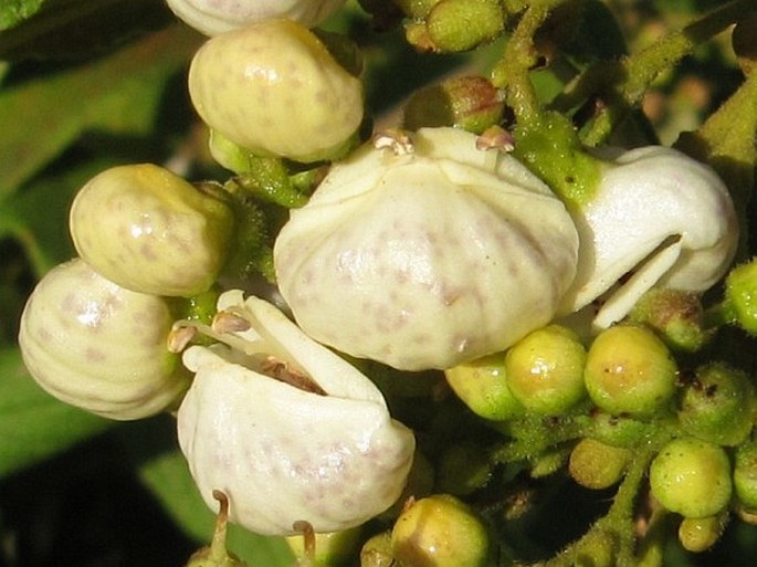 Bowkeria cymosa