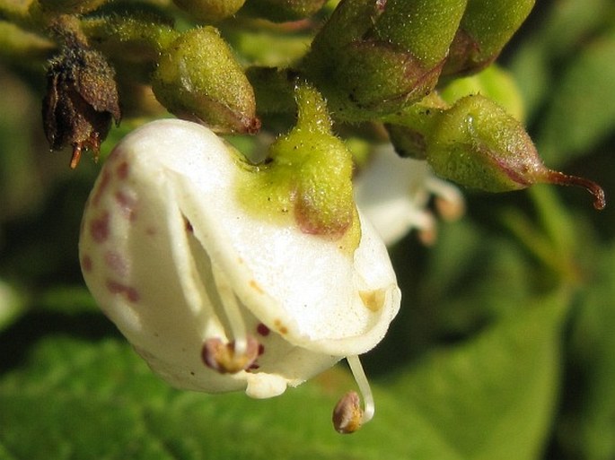 Bowkeria cymosa