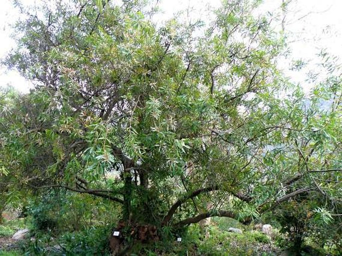 Brabejum stellatifolium