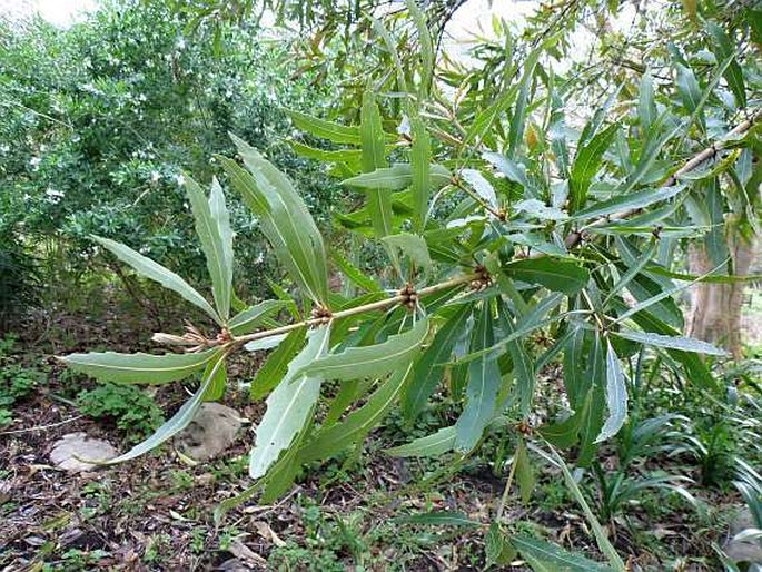 Brabejum stellatifolium