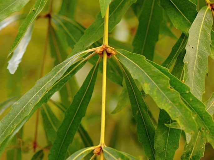 Brabejum stellatifolium