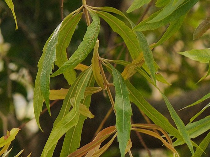 Brabejum stellatifolium