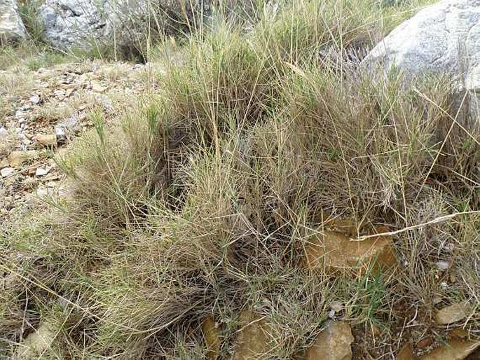 BRACHYPODIUM RETUSUM (Pers.) P. Beauv. – válečka / mrvica