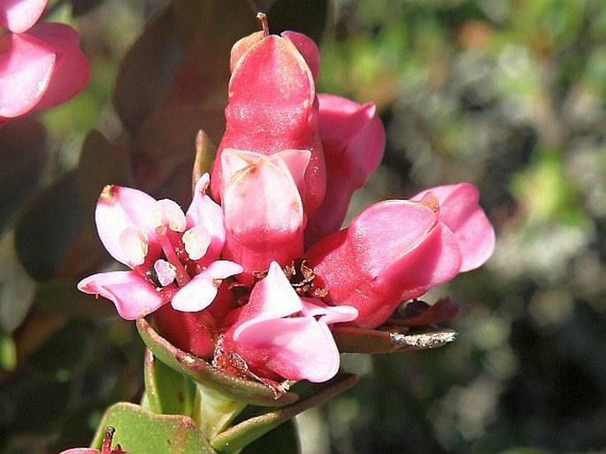 Penaea fucata