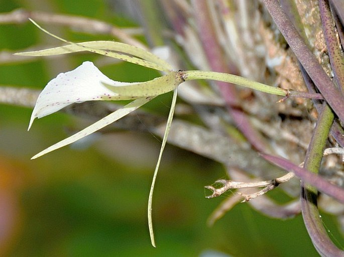 BRASSAVOLA NODOSA (L.) Lindl.