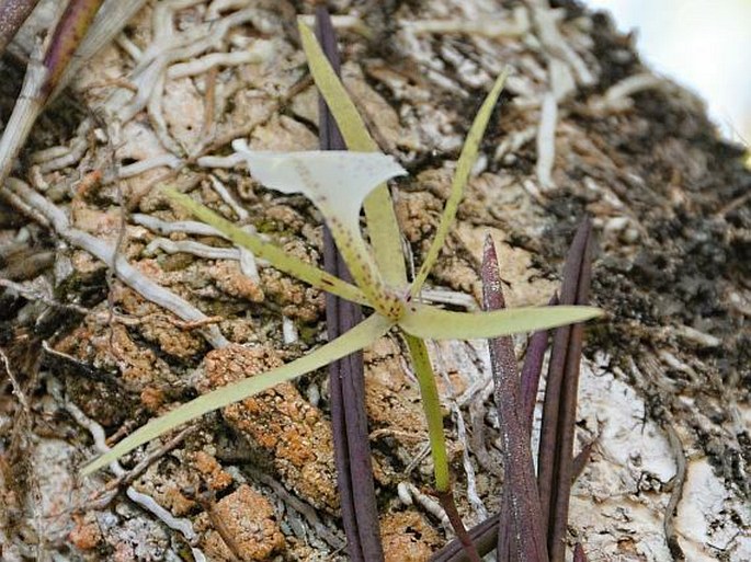 Brassavola nodosa