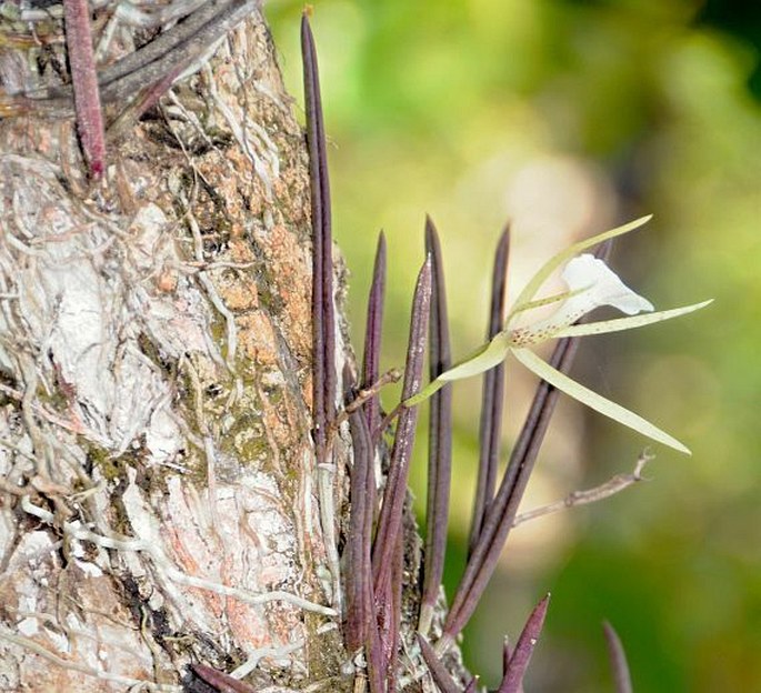 Brassavola nodosa