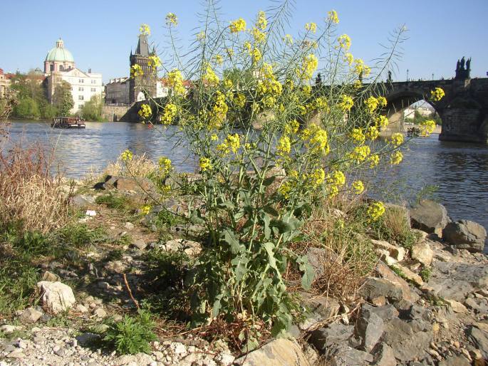 BRASSICACEAE Burnett – brukvovité / kapustovité