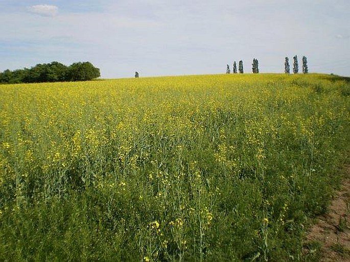 Brassica napus