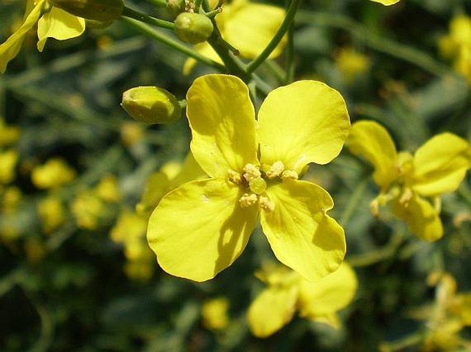 Brassica napus