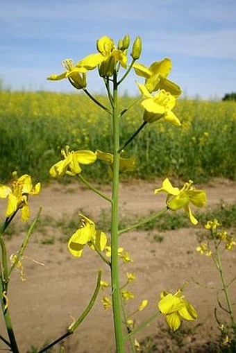 Brassica napus