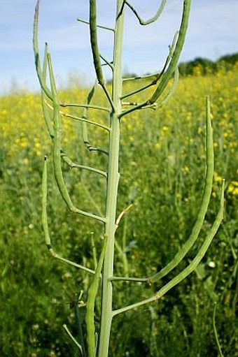 Brassica napus